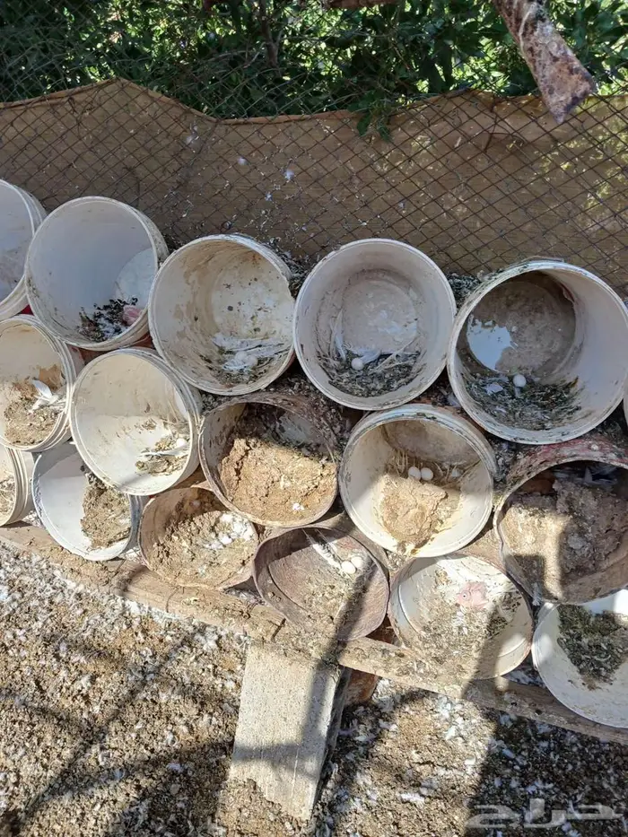 حمام فرنسي 1