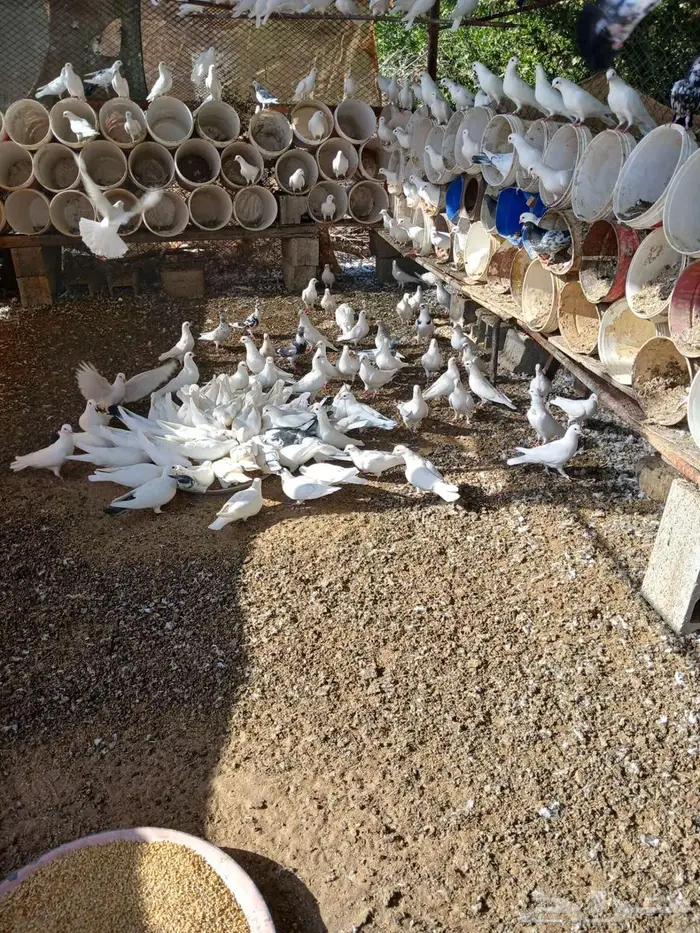 حمام فرنسي 2