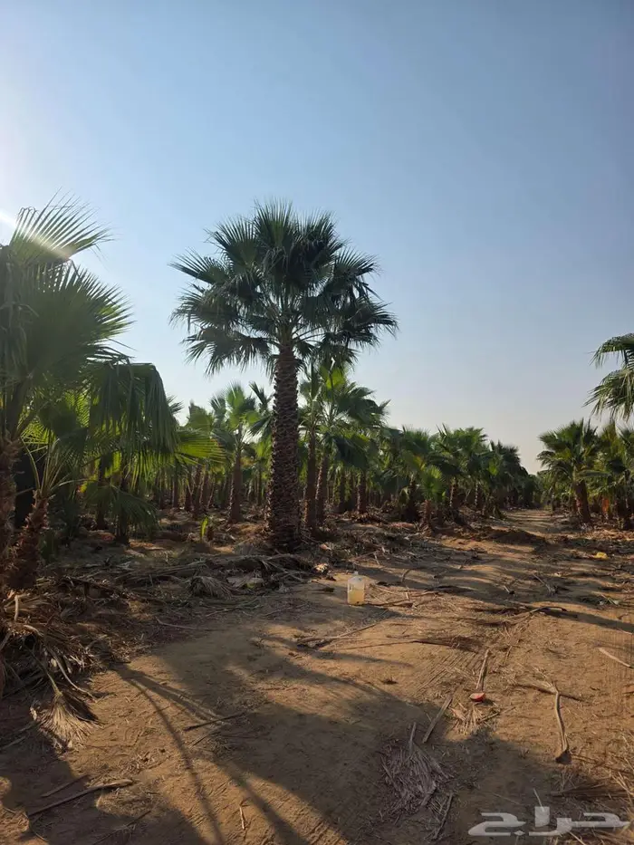 نخل واشنطني 0