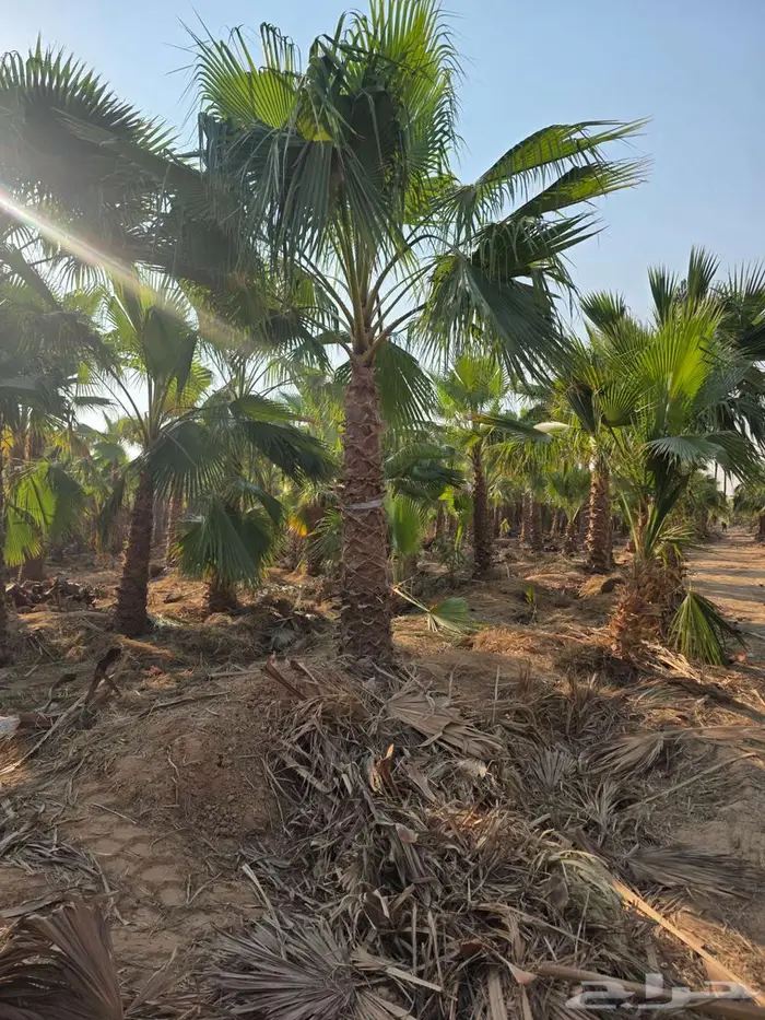 نخل واشنطني 4