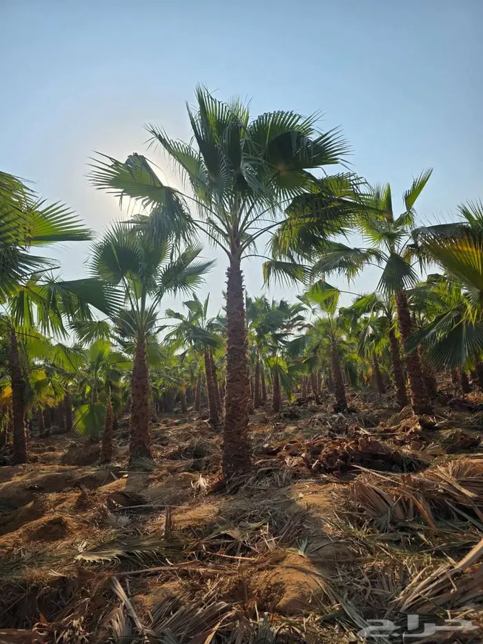 نخل واشنطني 6