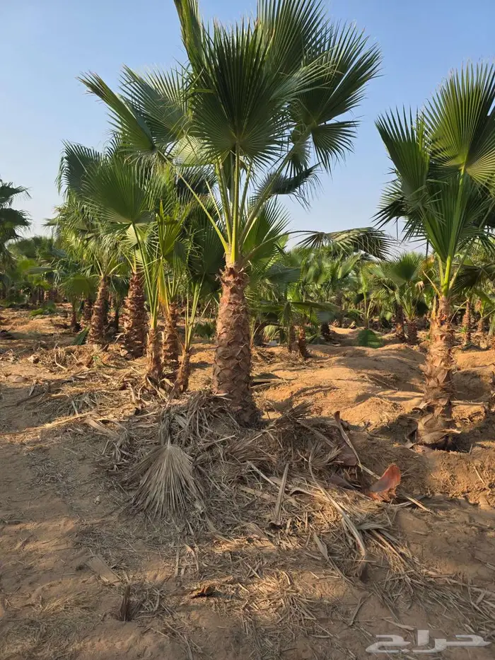 نخل واشنطني 8