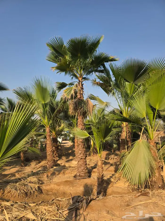 نخل واشنطني 3