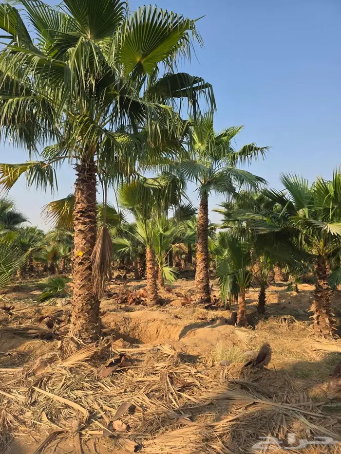 نخل واشنطني 7