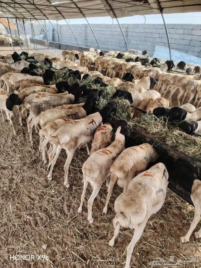 لحق الطيب برابر شحم ولحم بسوم تنافسي 3