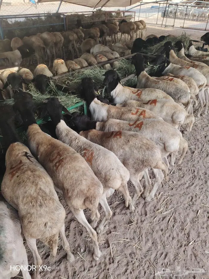 لحق الطيب برابر شحم ولحم بسوم تنافسي 5