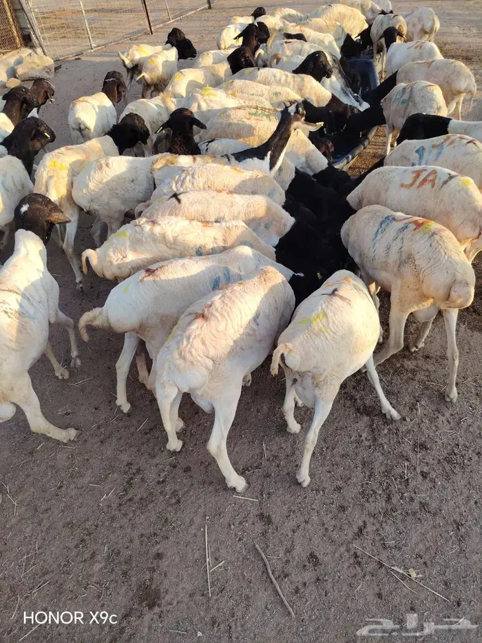 لحق الطيب برابر شحم ولحم بسوم تنافسي 4