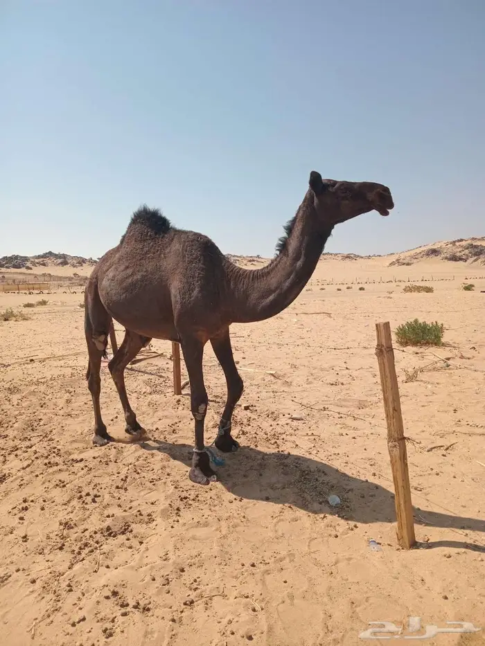 بكرة داخلة حقة 1