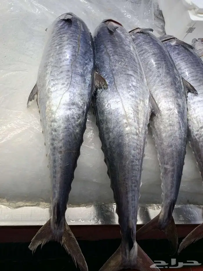 اسماك طازه صلاتى على الحبيب 2