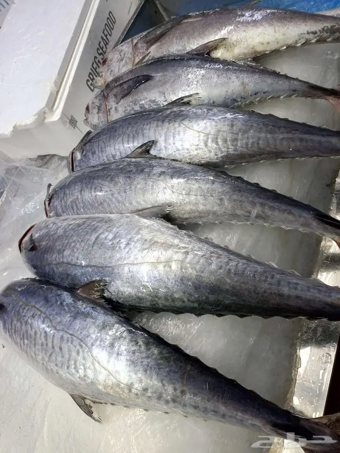 اسماك طازه صلاتى على الحبيب 9