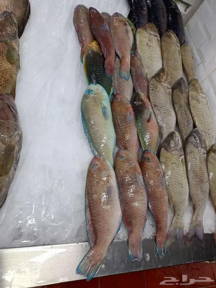 اسماك طازه صلاتى على الحبيب 10