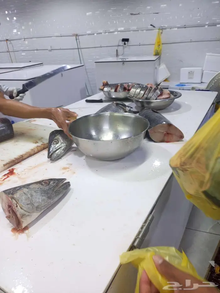 اسماك طازه صلاتى على الحبيب 12