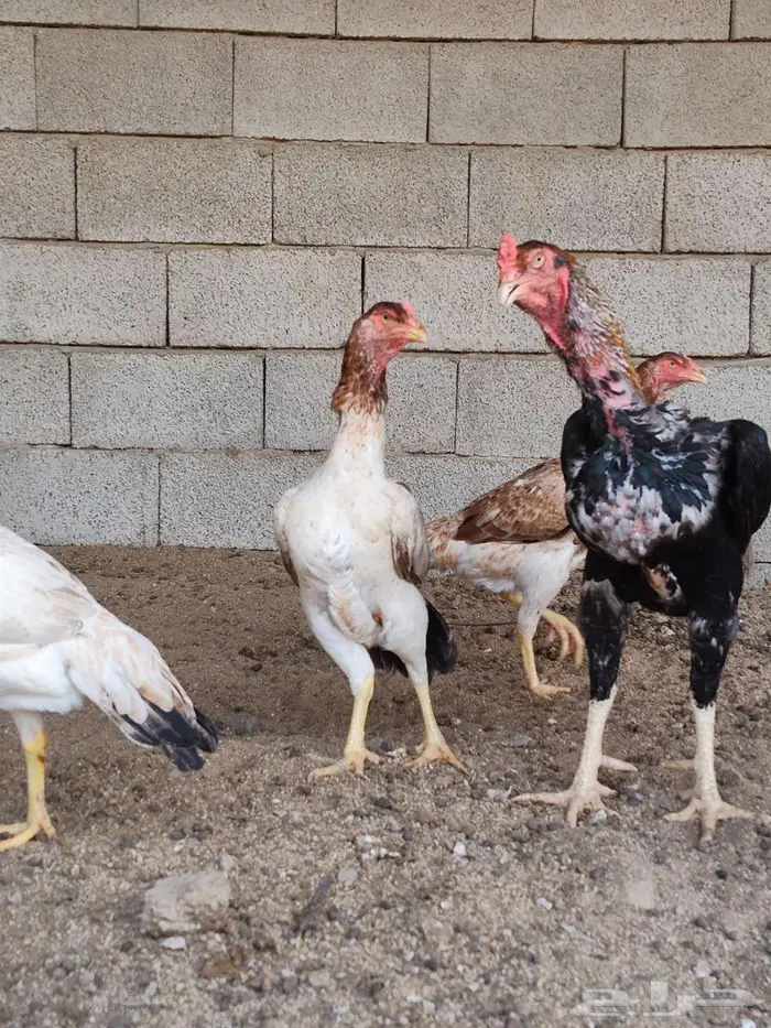 دجاج يباني 2