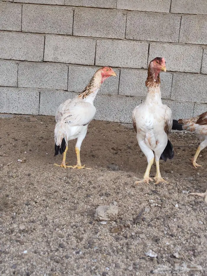 دجاج يباني 0