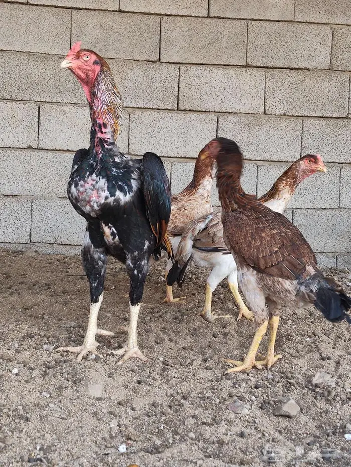 دجاج يباني 3