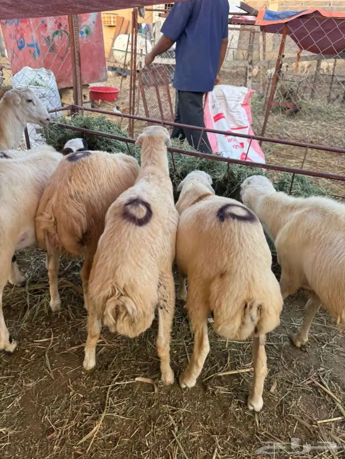 خرفان ذبائح بلدي 3