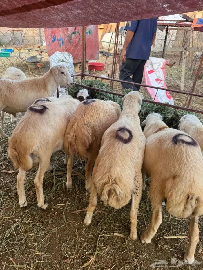 خرفان ذبائح بلدي 4