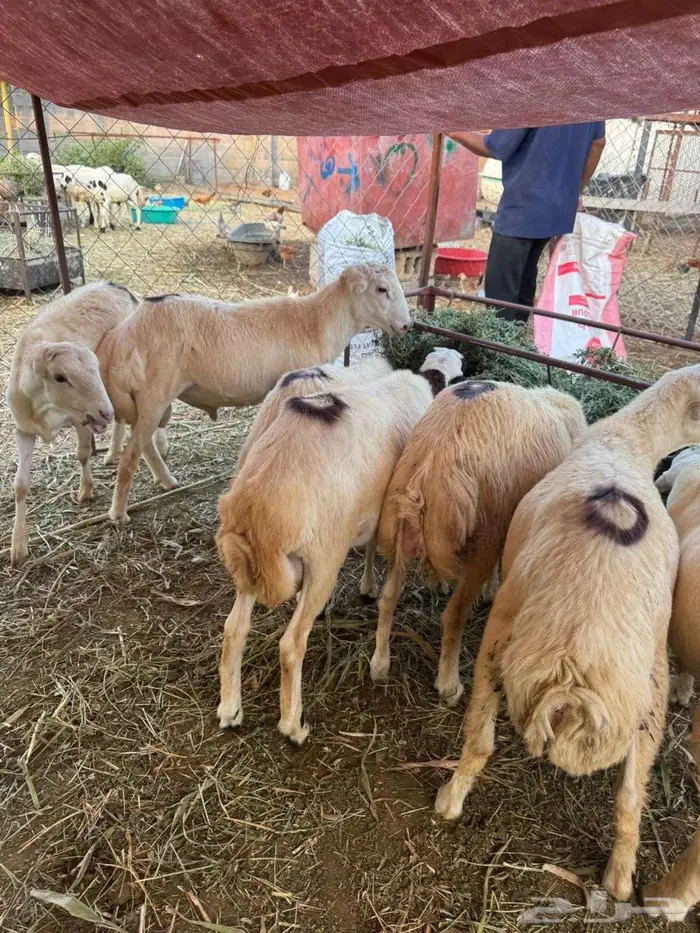 خرفان ذبائح بلدي 2