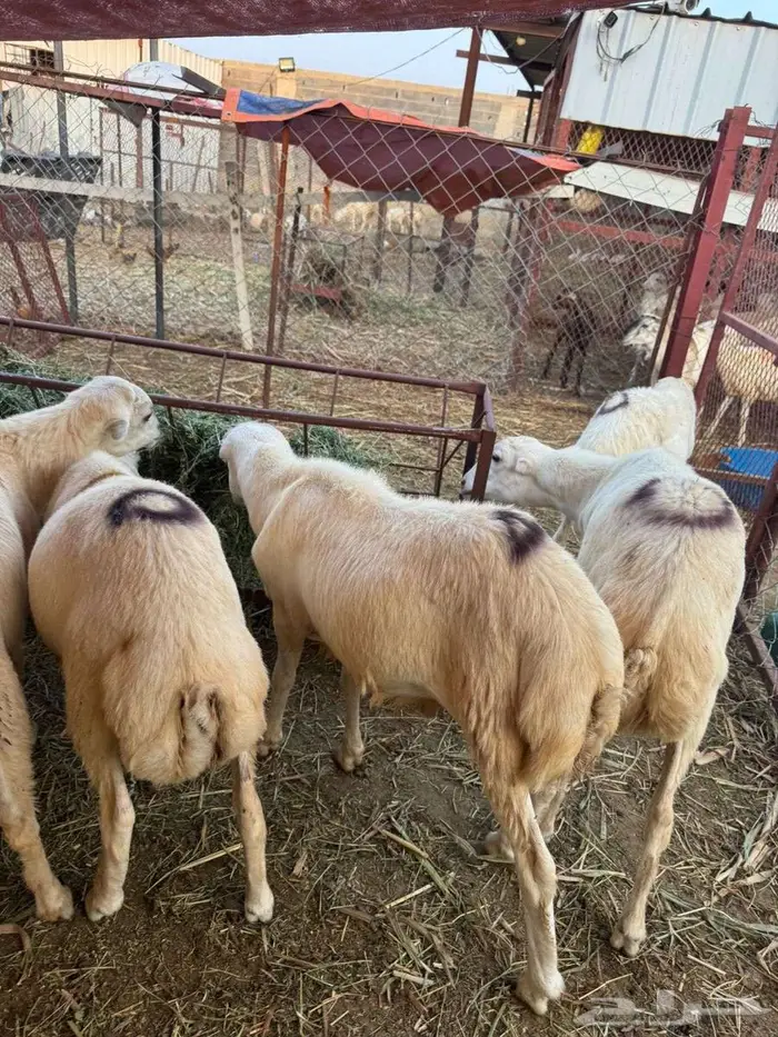 خرفان ذبائح بلدي 1