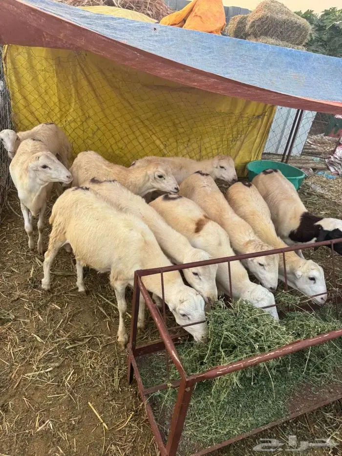 خرفان ذبائح بلدي 6
