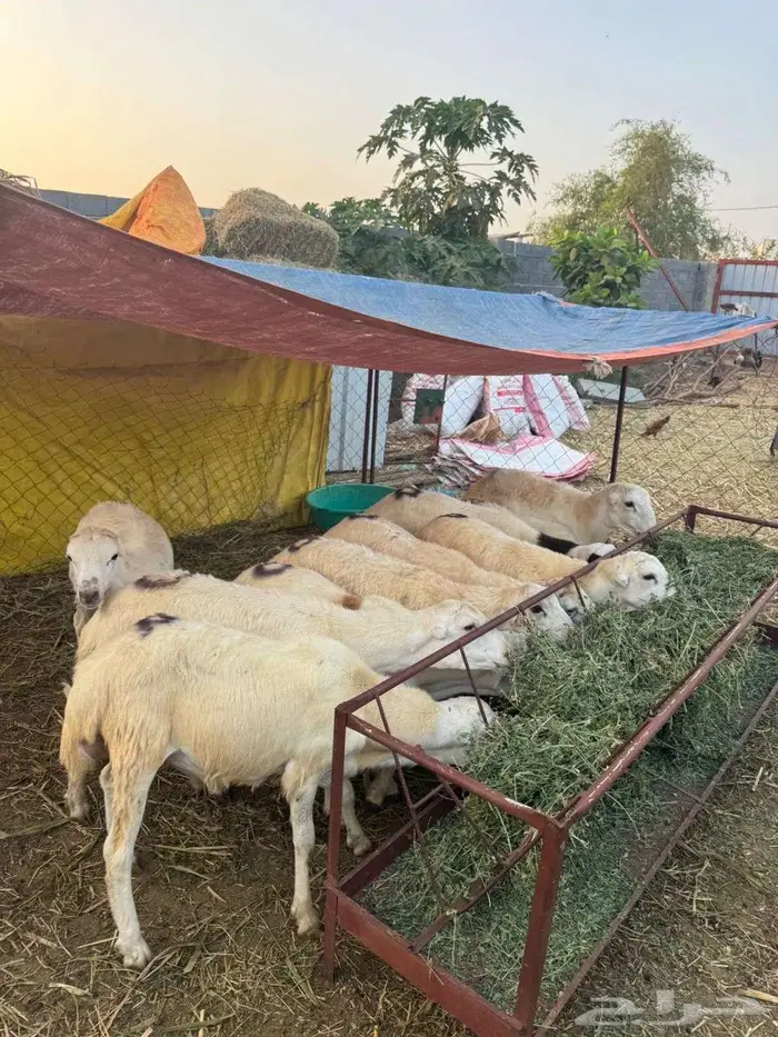 خرفان ذبائح بلدي 5