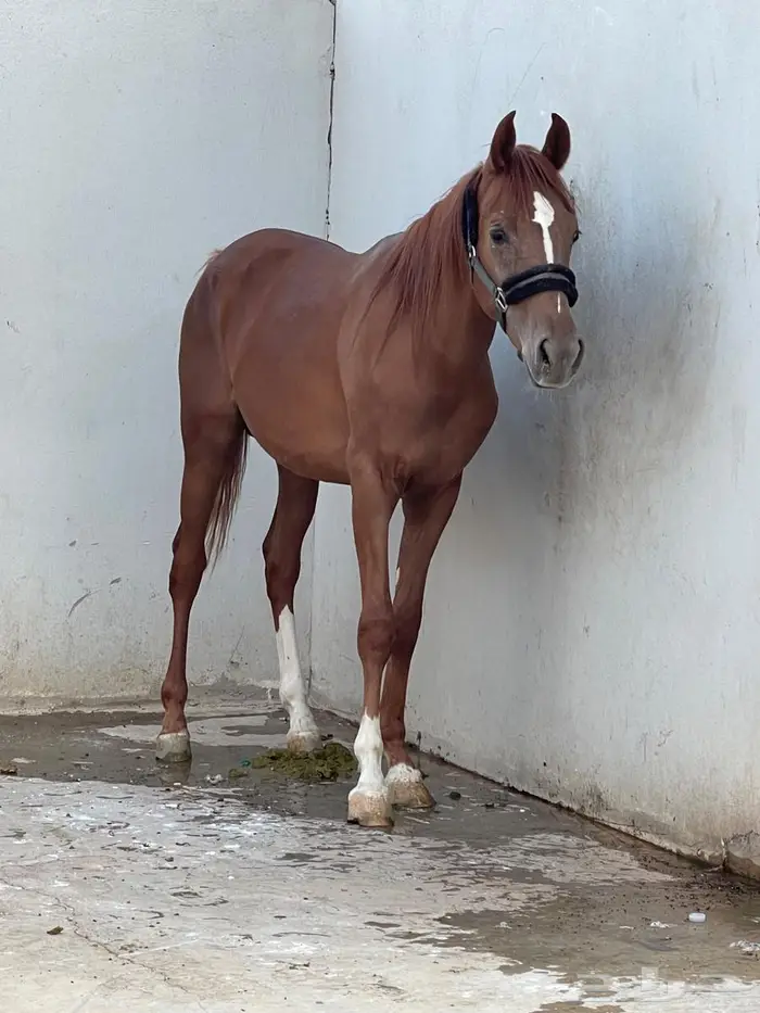 خيل شعبي للبيع 1