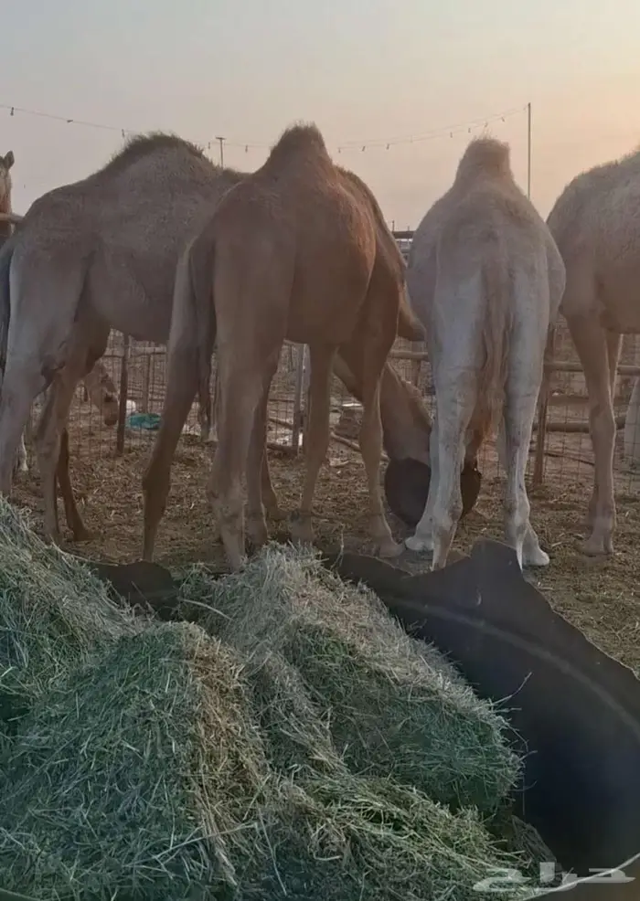 قعدان لحم طيبات 0