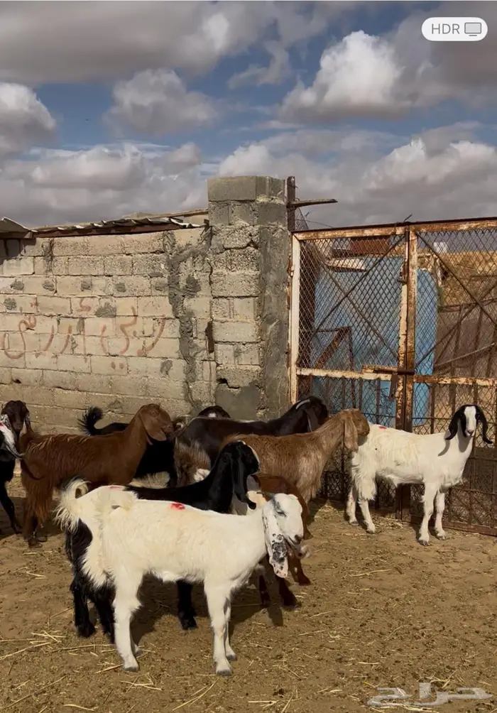 جفار مقاني مضاريع فحص سونار 3