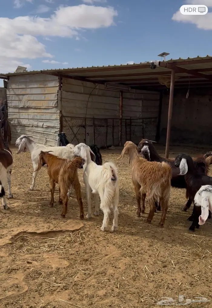 جفار مقاني مضاريع فحص سونار 1