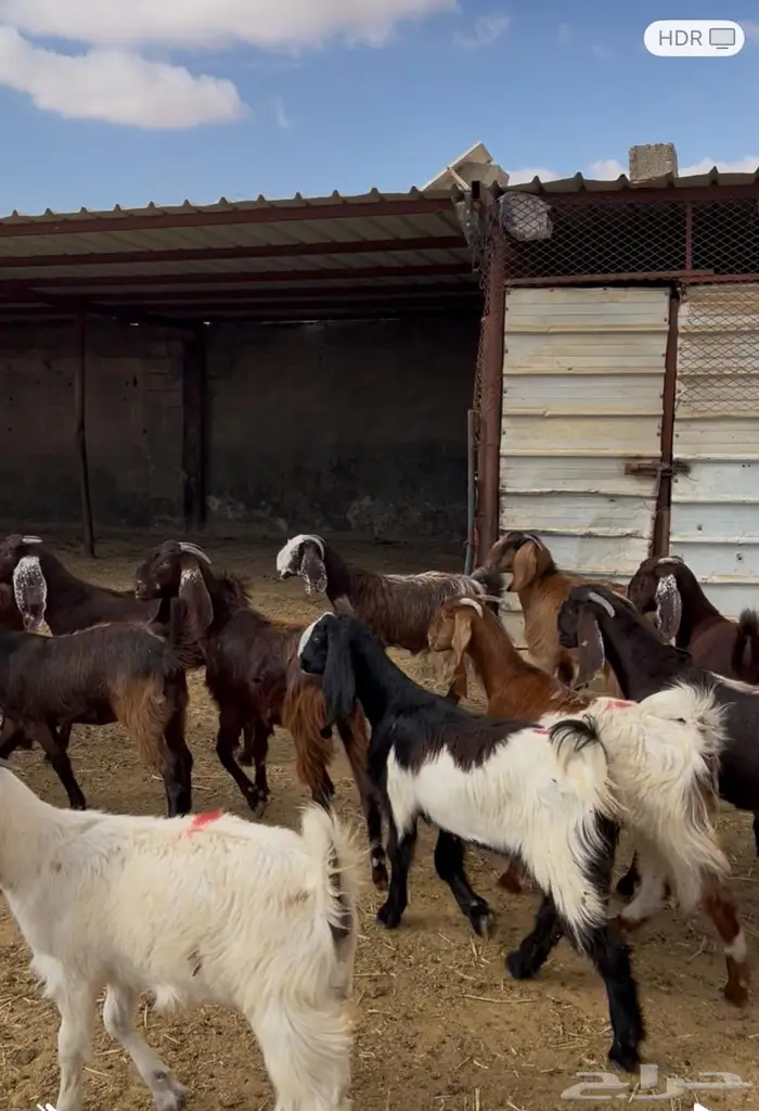 جفار مقاني مضاريع فحص سونار 0