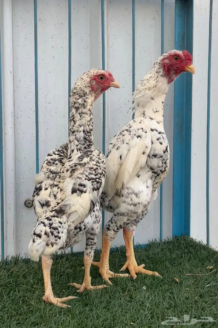 جوزين كوشامو قزم 0