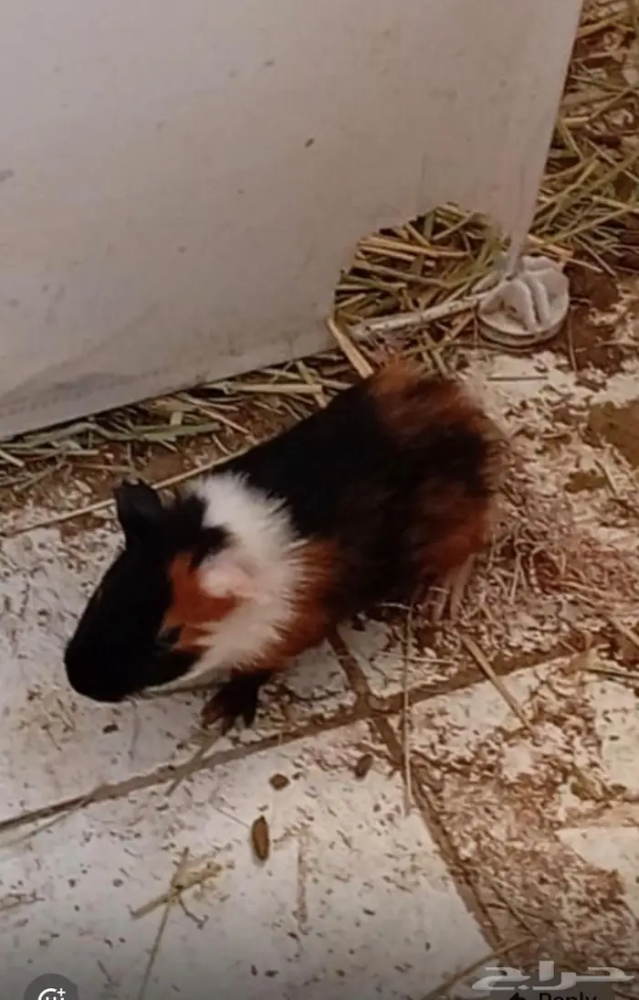 جوز غيني بيج - Guinea Pig 2