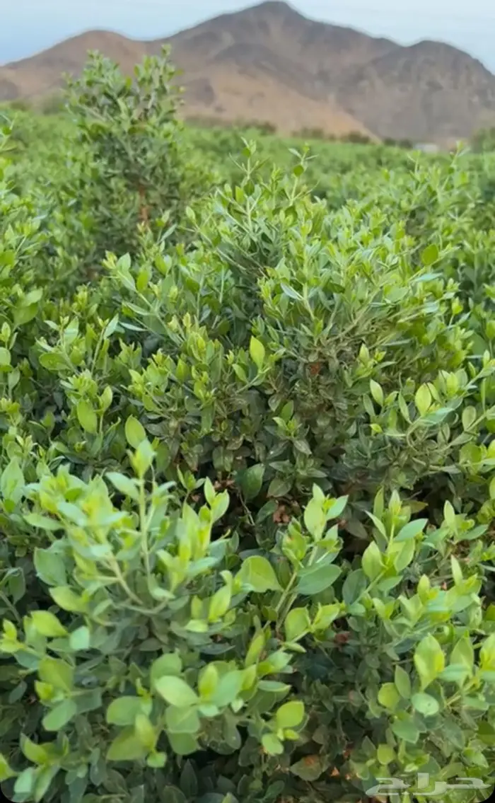 حناء ينبع النخل 1