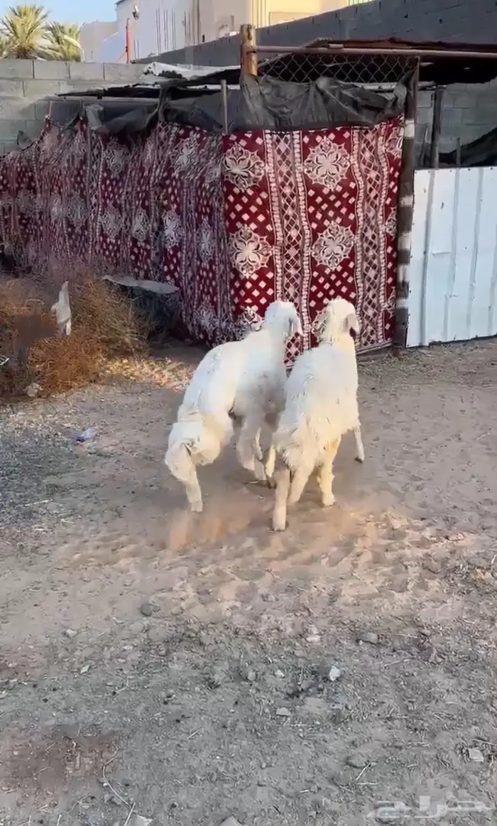 خروف ورخل .الخروف مبدا والرخل وسط.حلال مشروط 0