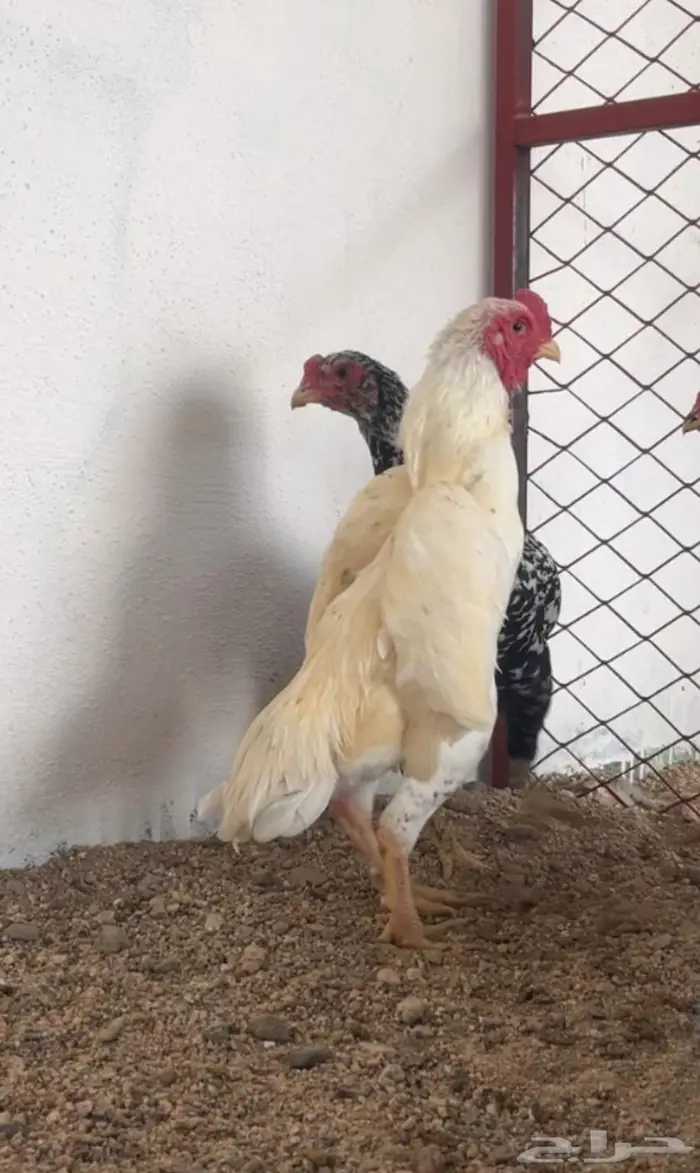 جوزين كوشامو قزم 1