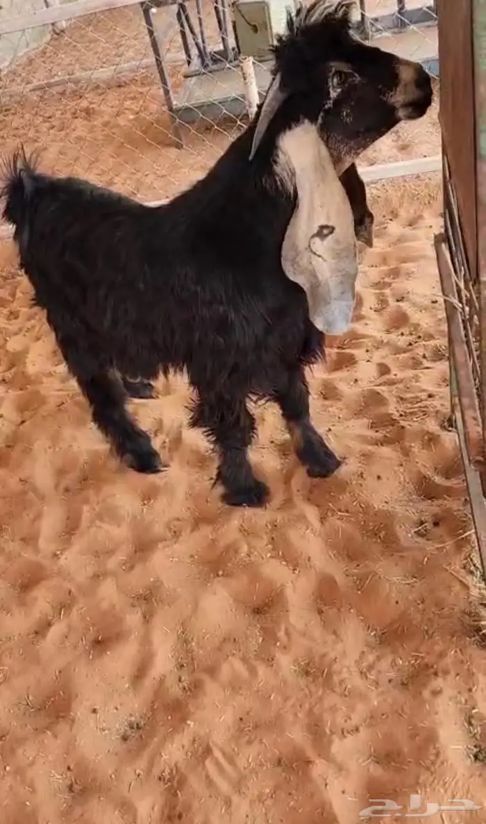 مشاريع فحول عوارض كفو عطر 0