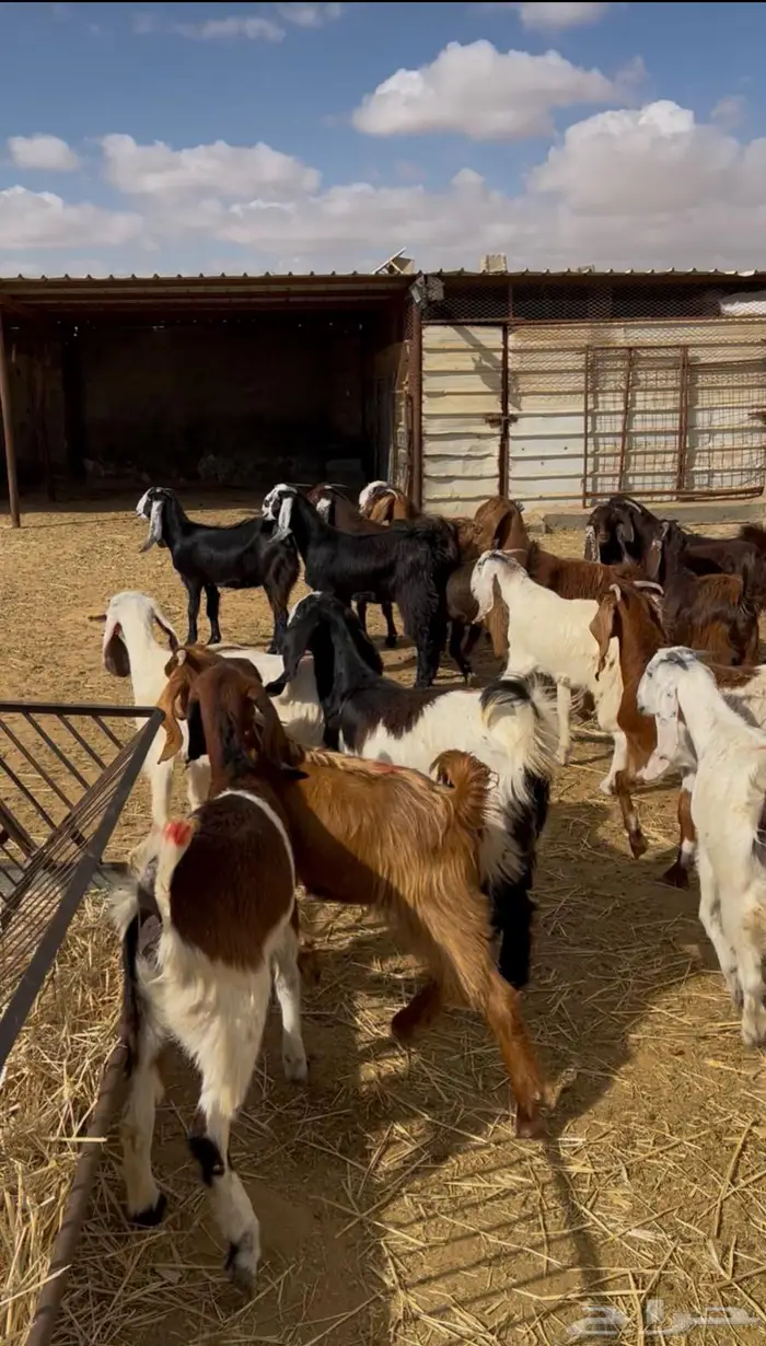 جفار مقاني مضاريع فحص سونار 2