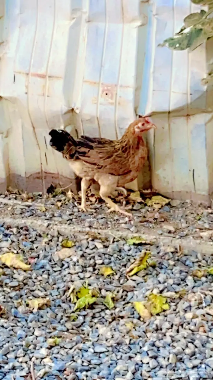 دجاج وديوك (( عربي )) 1