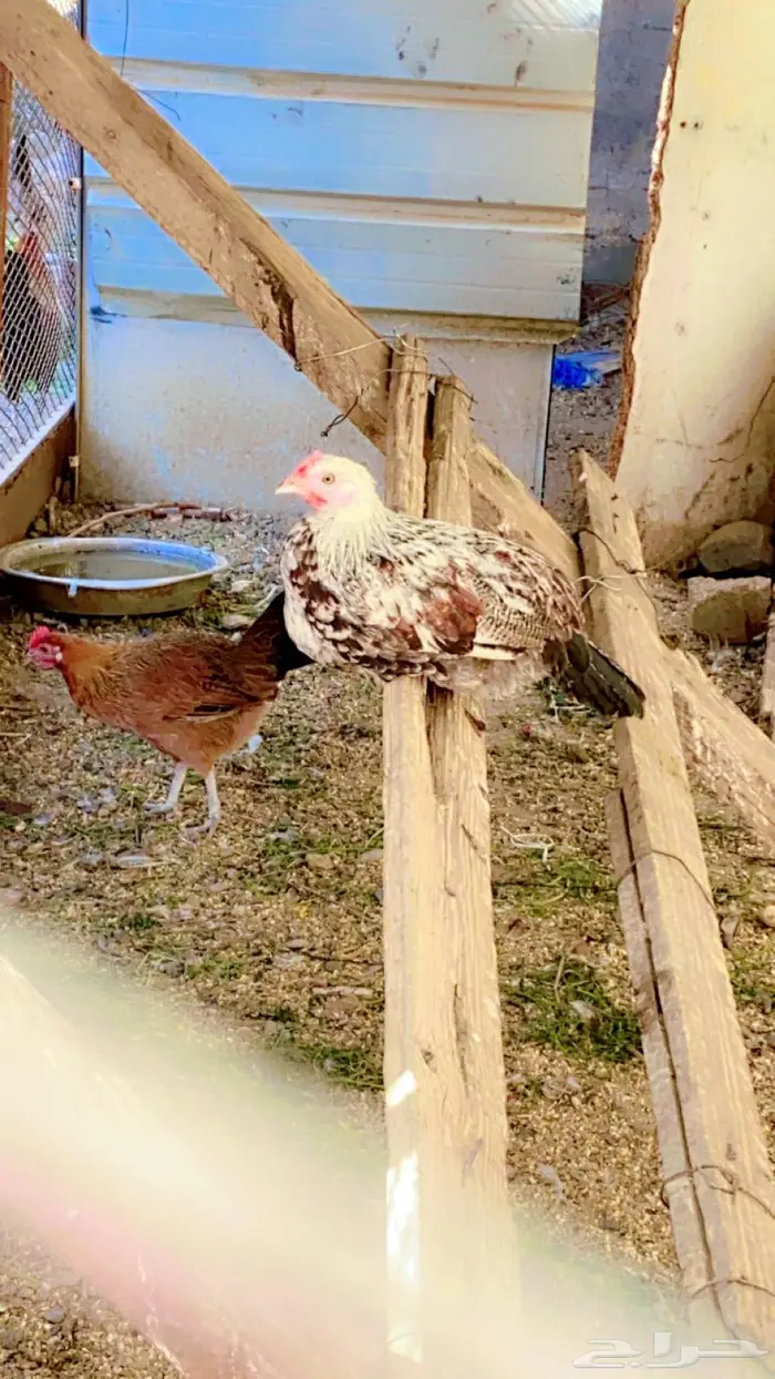 دجاج وديوك (( عربي )) 0