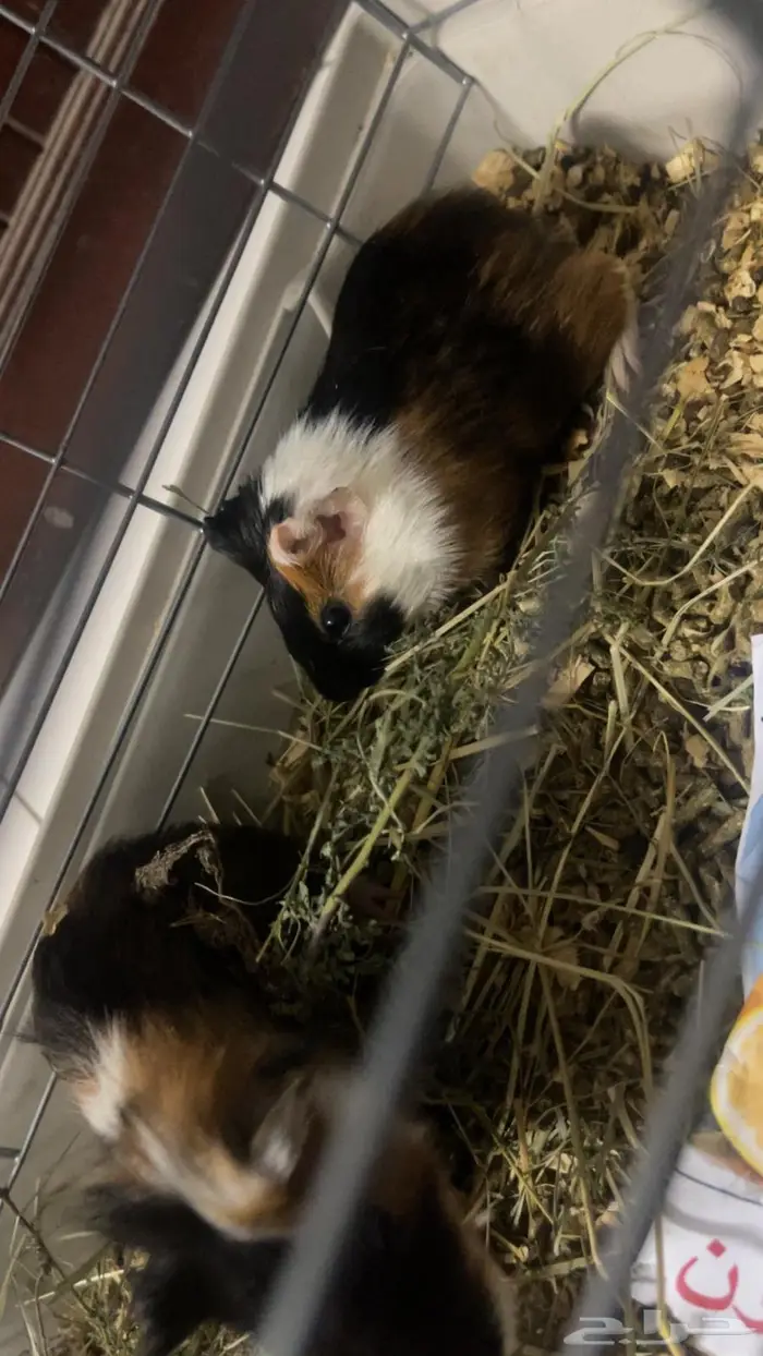 جوز غيني بيج - Guinea Pig 0