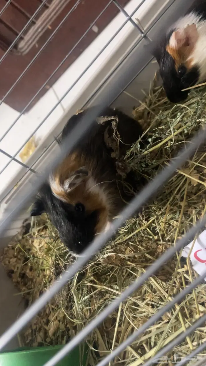 جوز غيني بيج - Guinea Pig 1