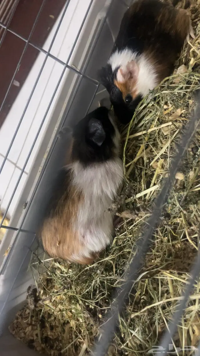 جوز غيني بيج - Guinea Pig 3