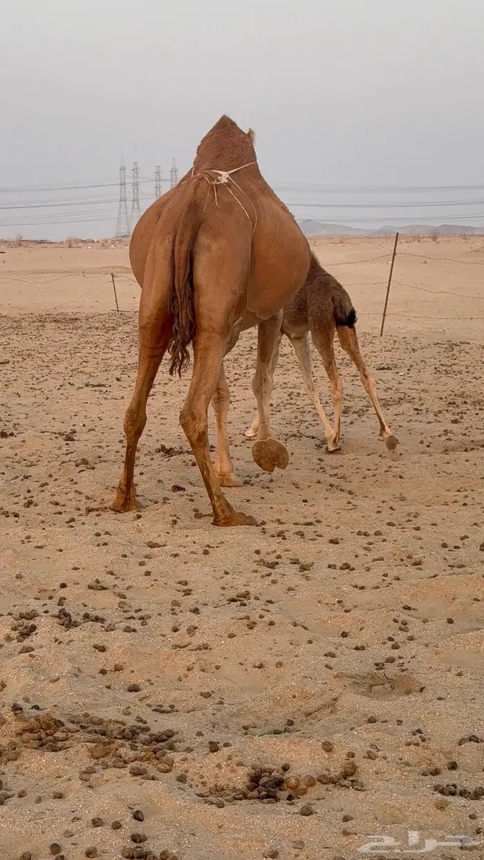 خلفه مصغر حليب وافر 4