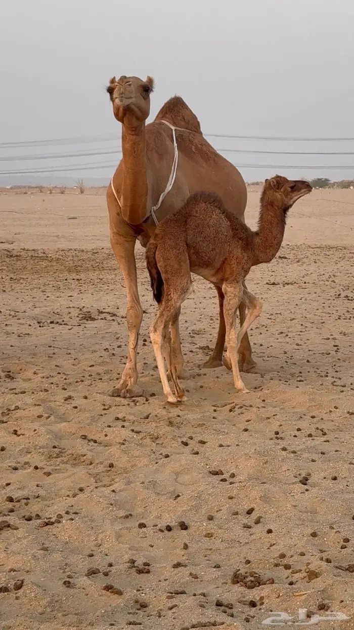 خلفه مصغر حليب وافر 8