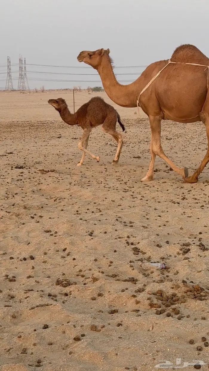 خلفه مصغر حليب وافر 10