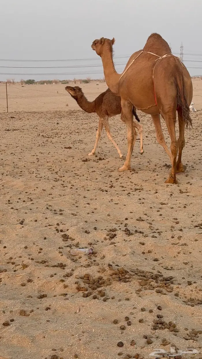 خلفه مصغر حليب وافر 7