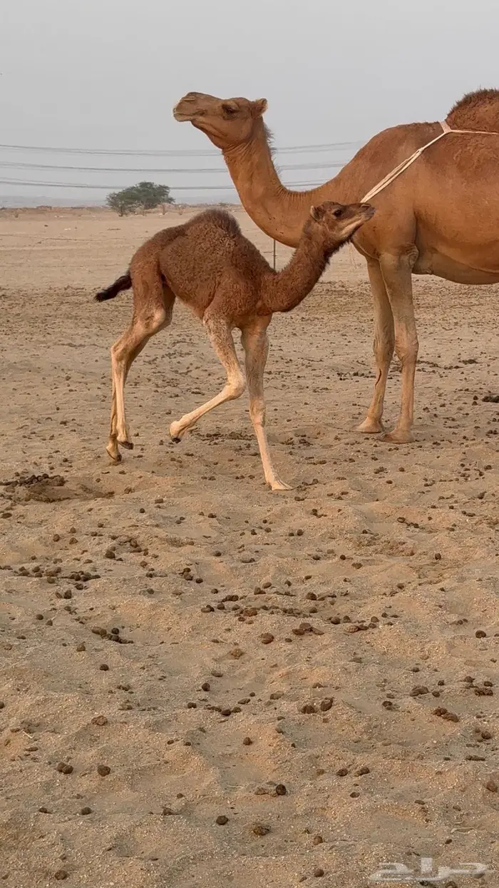 خلفه مصغر حليب وافر 9