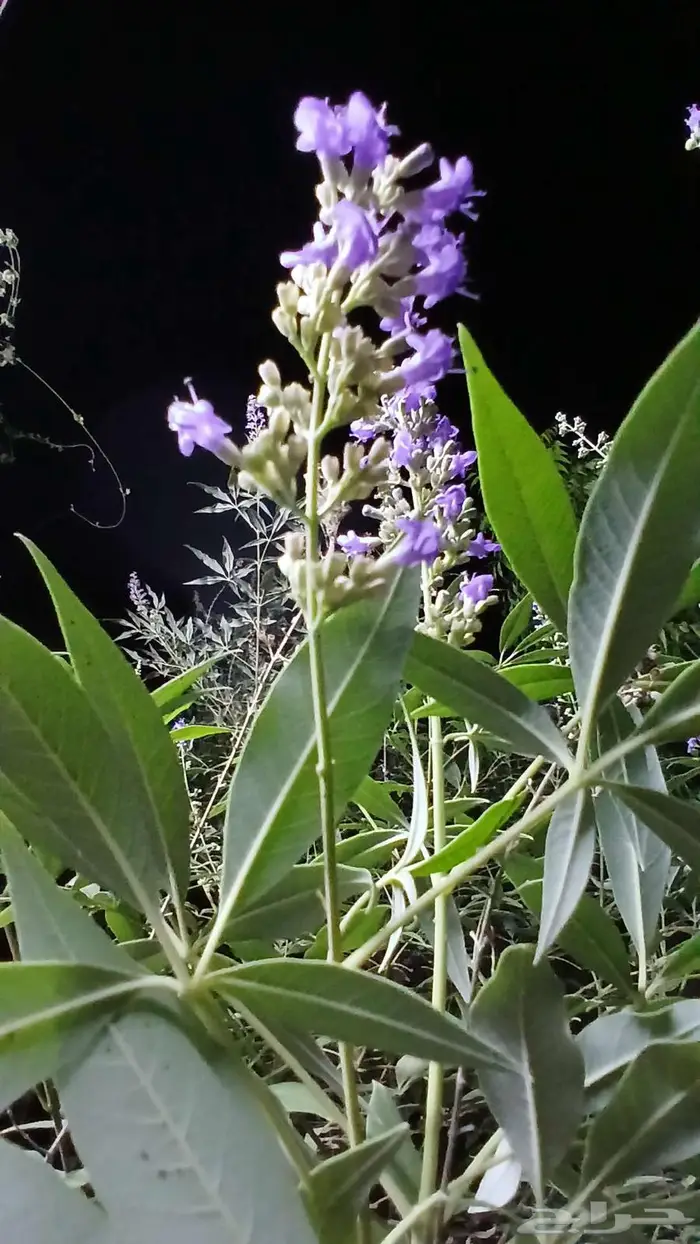 بذور شجرة كف مريم 0