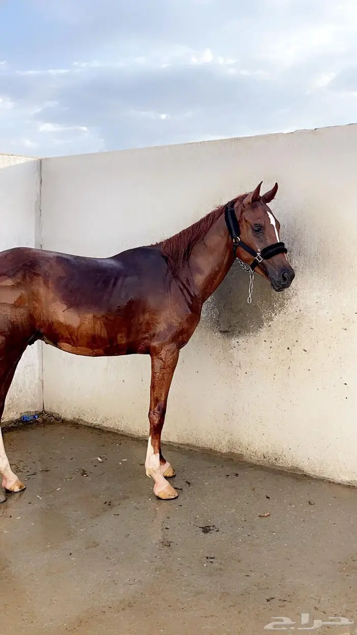 خيل شعبي للبيع 0