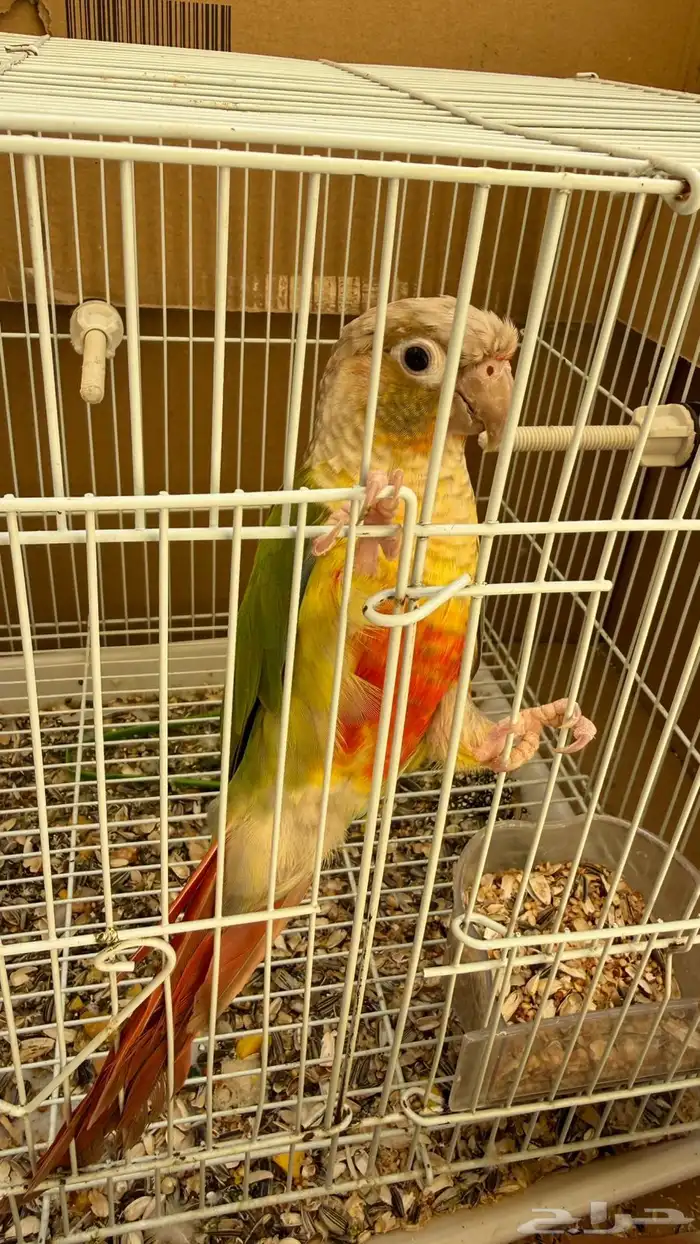 كنيور أناناس للبيع 0